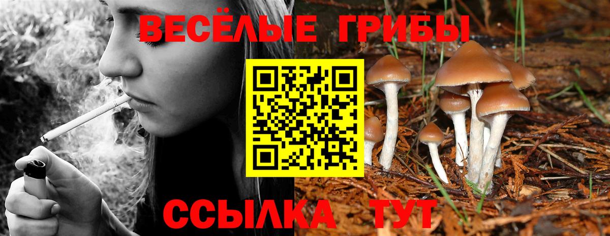 Псилоцибиновые грибы GOLDEN TEACHER  хочу наркоту  Чернушка  Псилоцибиновые грибы Psilocybe  Вход с VPN 